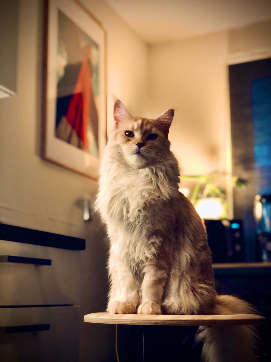 MAINE (COON) TOKEN (@MAINECOON_TOKEN) / Posts / X