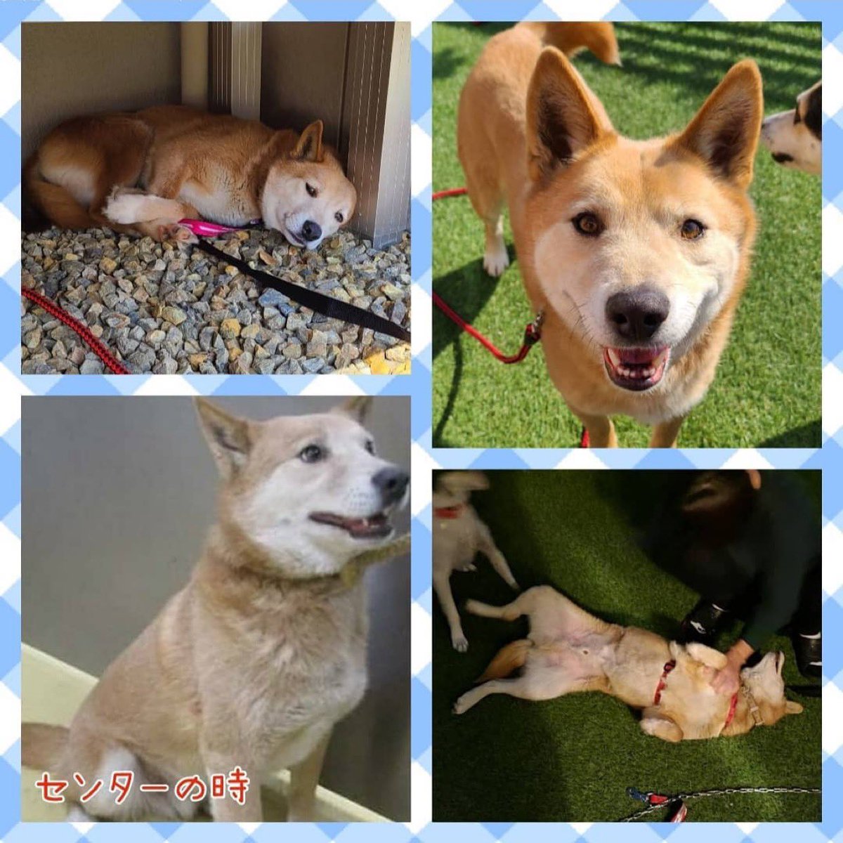 大タコちゃん No Twitter 愛知県から預かり様の所でずっとの家族を待つそうです 挙手されたい方はインスタ Wans7様へメッセージを 里親募集中 里親 保護犬 里親募集中 殺処分 保護犬 愛知県 大タコちゃん No Twitter 愛知県から預かり様の所でずっとの家族を待つそうです 挙手されたい方はインスタ Wans7様へメッセージを 里親募集中 里親 保護犬 里親募集中 殺処分 保護犬 愛知県
