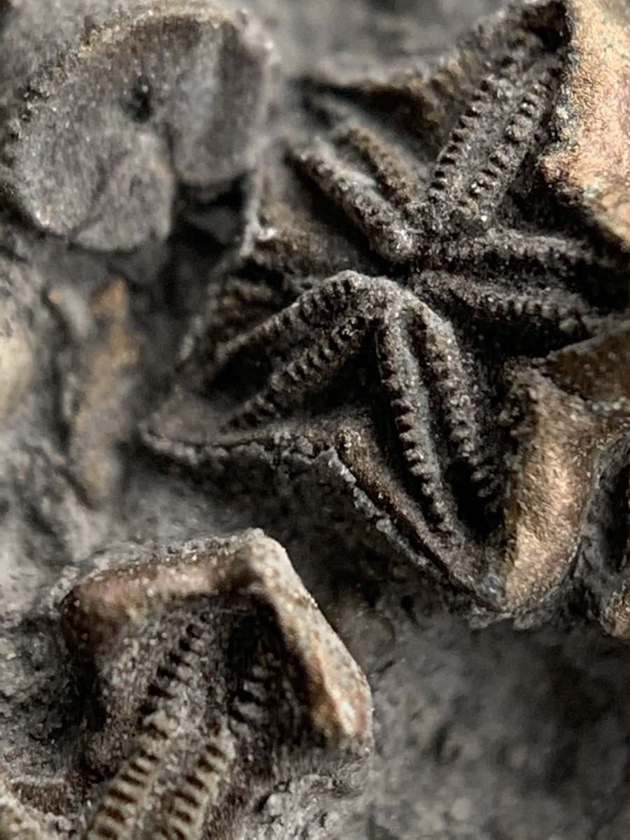 dr_dappleton's tweet photo. Tiny sections of #pyritized #crinoid stems from the UK photographed using a #momentmacrolens #crinoids #fossils #fossil #FossilFriday https://t.co/9Y2szLXqC0