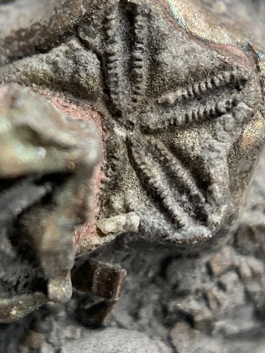 dr_dappleton's tweet photo. Tiny sections of #pyritized #crinoid stems from the UK photographed using a #momentmacrolens #crinoids #fossils #fossil #FossilFriday https://t.co/9Y2szLXqC0