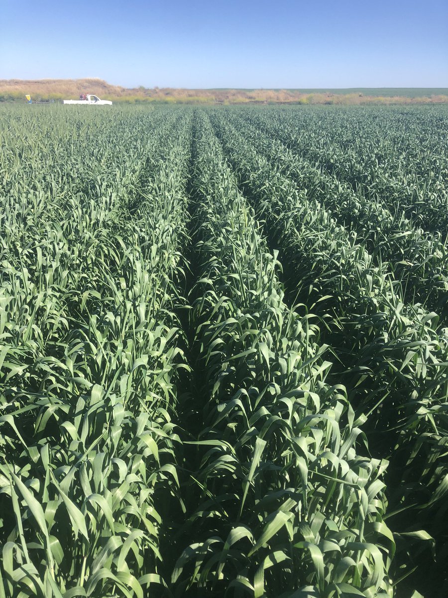 stephen gibson tweet media