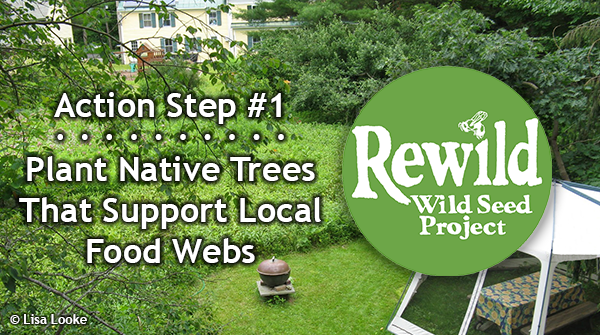Rewilding Action Step #2: Shrink your sterile, resource-hungry lawn and convert most of it to layers of trees, shrubs, &amp; ground covers, or a wildflower meadow.
Pledge to Rewild bit.ly/pledge-to-rewi… &amp; get free info &amp; resources. #PledgeToRewild10ActionSteps #PledgeToRewild