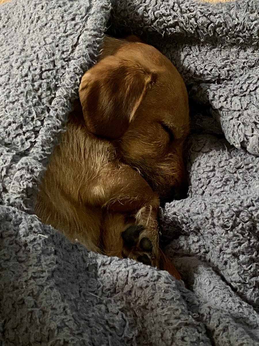 🤫 Fast ashleep! Do not disturb. Dachshund dozing. Sausage sleeping. #SausageArmy #dogsduringlockdown