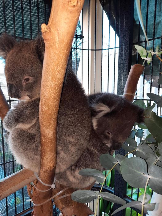 1300KOALAZ tweet media