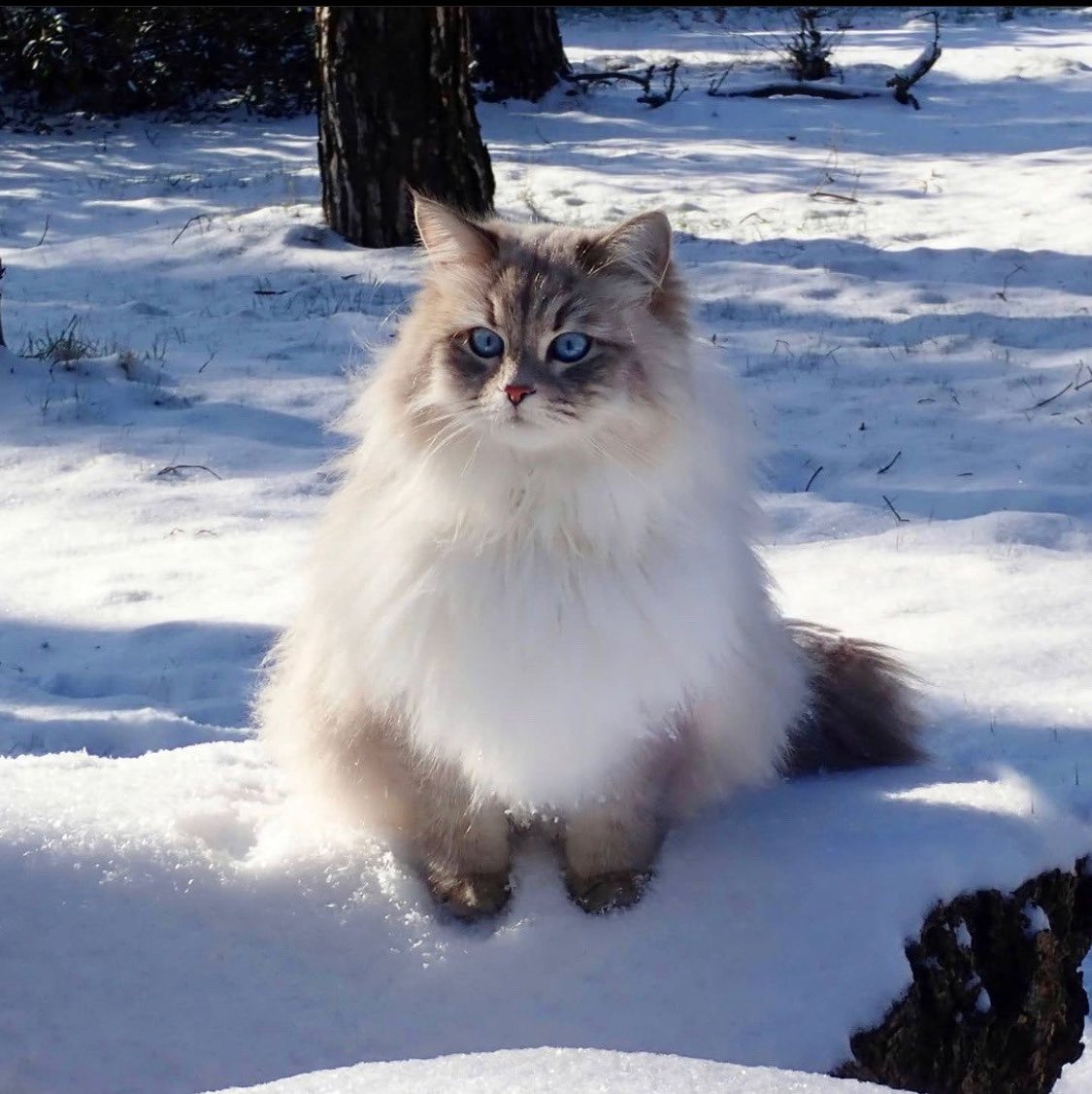 mostlycatsu's tweet image. 