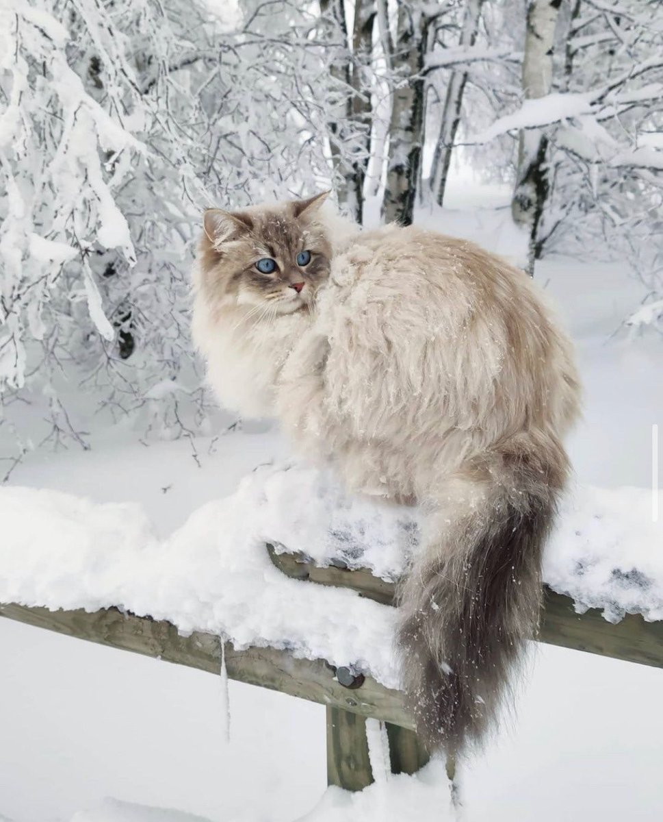 mostlycatsu's tweet image. 