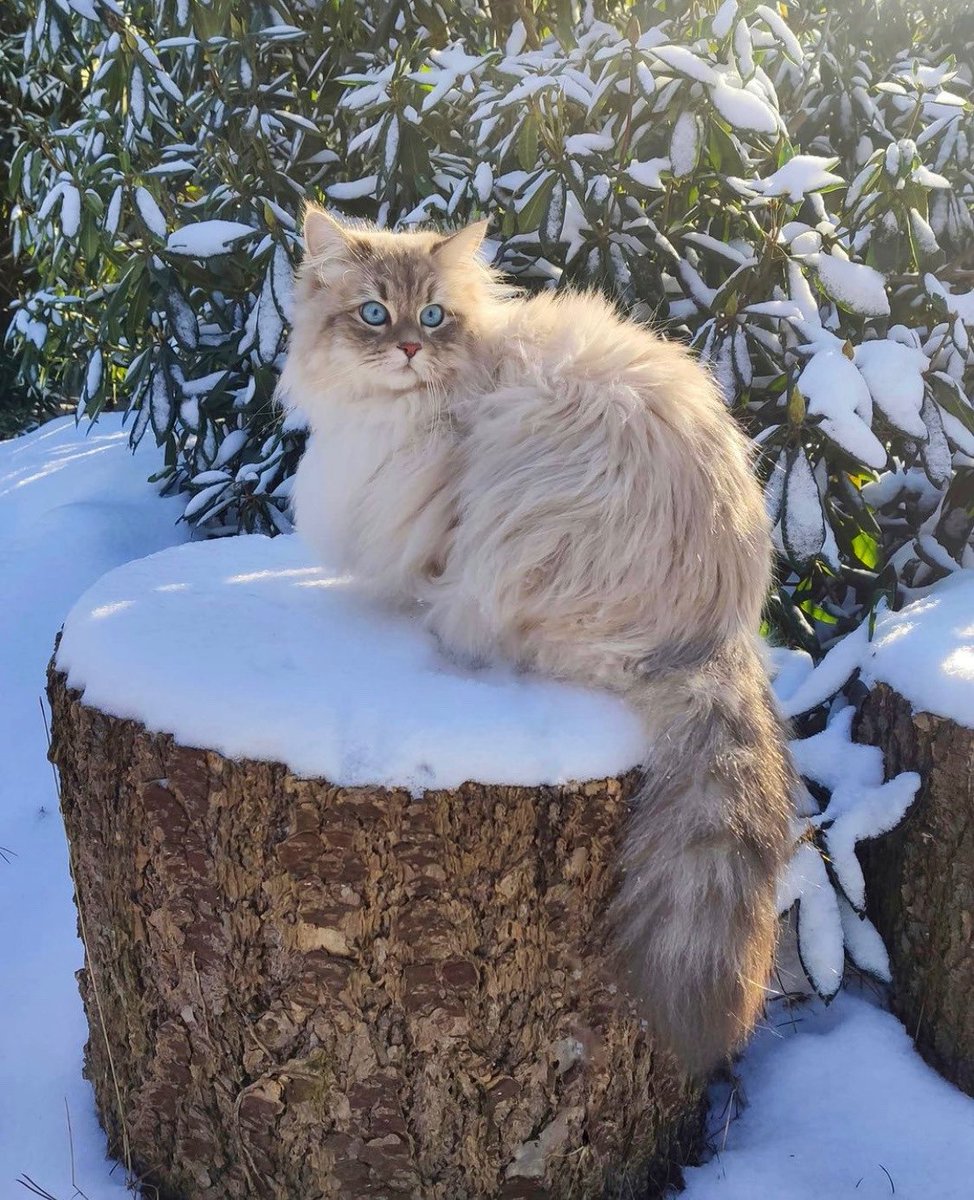 mostlycatsu's tweet image. 