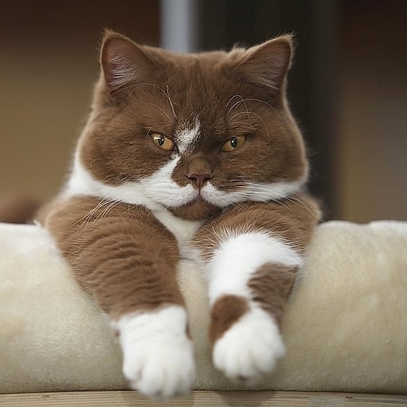 esoophe's tweet image. 