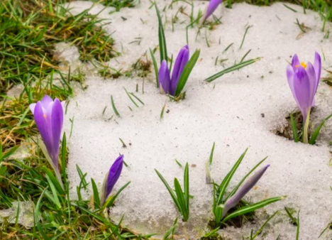 talahi742's tweet photo. Reminder there is no school next week, March 1 - 5. Talahi students will return Monday, March 8th. Enjoy your Mid-Winter break! https://t.co/gYmJ3UR7cl