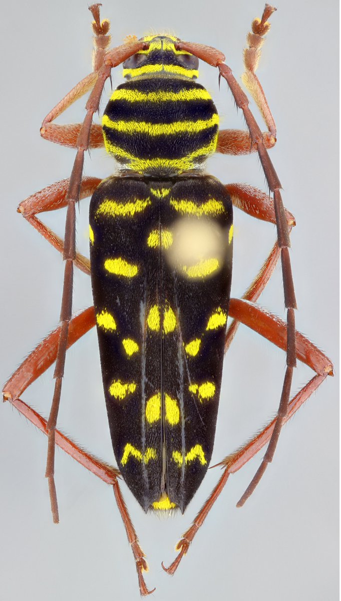 jp_botero's tweet photo. Todo por que hoy es viernes!!
Megacyllene melanaspis (Chevrolat, 1862), male. (Cerambycidae, Cerambycinae, Clytini)
#Clytini #Cerambycidae #Biodiversidad #Beetles #insects https://t.co/2rMYNHq7bv