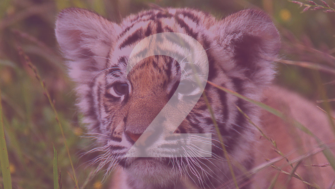 Wildlife thrives in the forests of SE Asia, but illegal logging &amp; unsustainable agriculture have destroyed much of these forests. We collaborate with scientists to conserve the region’s flora &amp; fauna &amp; protect against wildlife trafficking. 2 days till our big announcement.