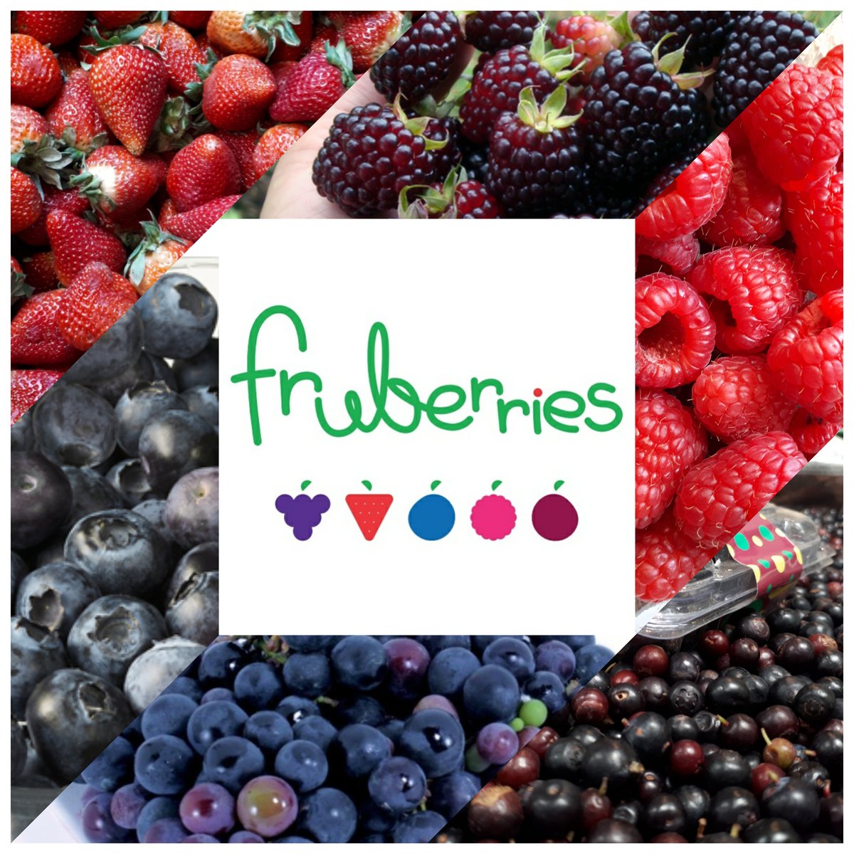 FruberriesCo's tweet photo. @VozPopuli #EmprendeVozPopuli Somos emprendedores que tenemos frutos rojos de calidad y deliciosos! 
Hacemos domicilios en Bogotá de todos los frutos rojos y exóticos! 

Whatsapp: +57 300 7984314 https://t.co/x13BRG36KP