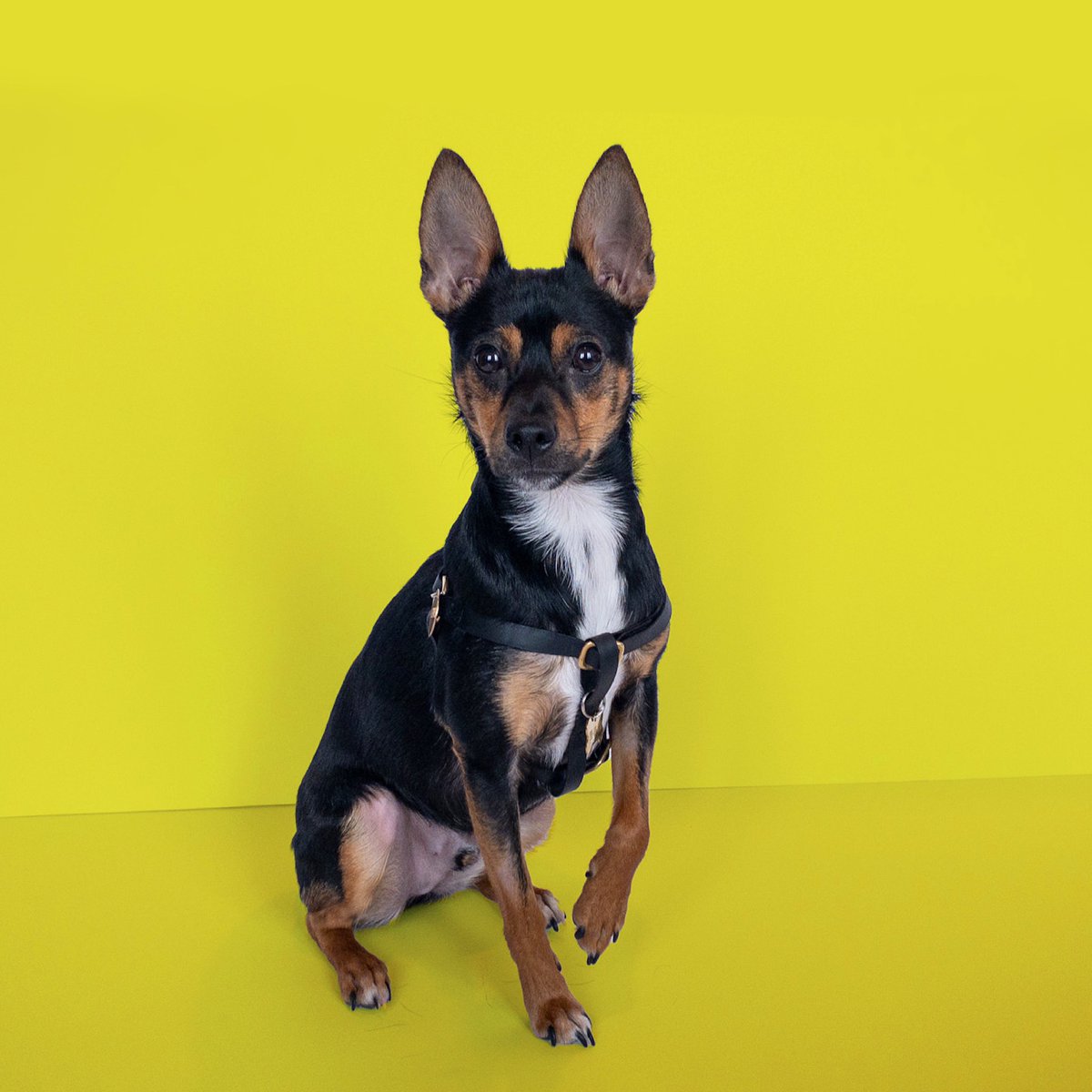 Meet Gizmo, our Community Manager. He helps make sure we have everything we need: hugs, snuggles and cuteness inspiration. Harness from <a href="/foundmyanimal/">Found My Animal</a> 

Sign up to receive email updates for when we launch!  Link in bio. xo Mr. C