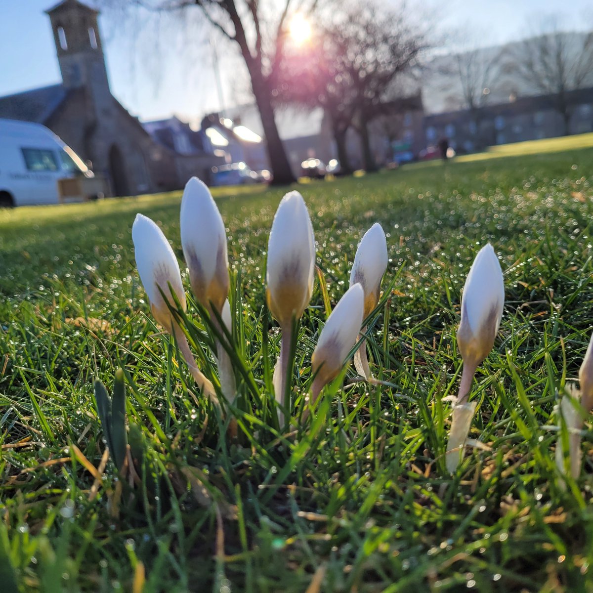 Springtime is beginning on the village green! Crocuses have popped up in each corner and its been a lovely day #sunshine #villagelife #denholmvillage ☀️