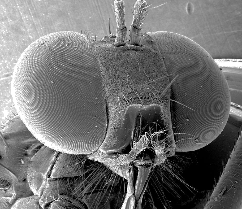 OklaUglybug's tweet photo. Even scarier ..... a Robber Fly collected by the students at Emmanual Christian School in Enid, OK.  NICE LOOKIN' AT U!!!!  Good Luck! https://t.co/iTGPCSPPCs