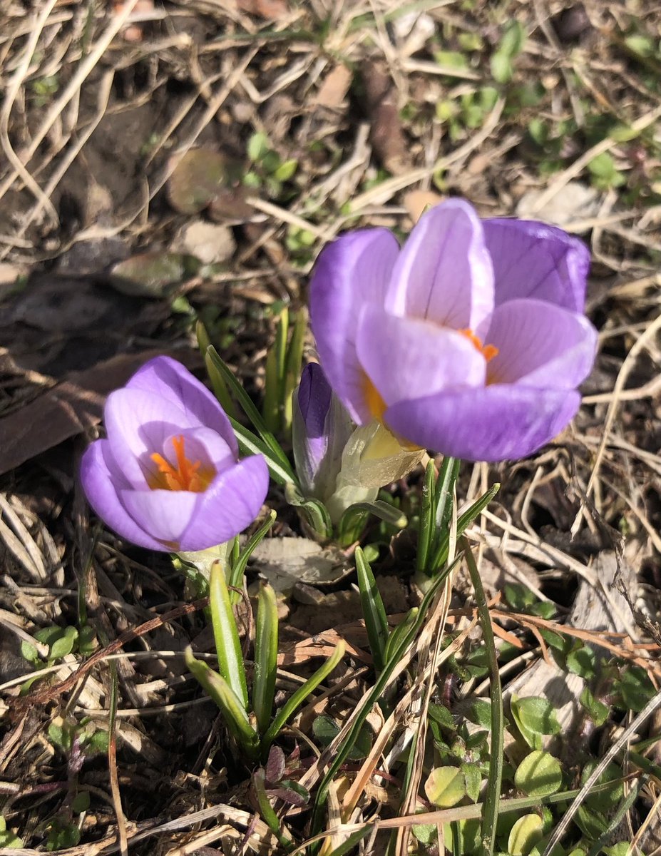 MeghanDanahey's tweet image. Saw my first crocus yesterday! #BringSpring