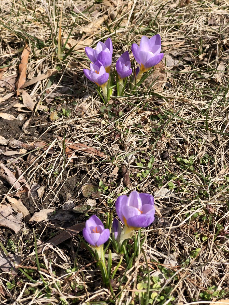MeghanDanahey's tweet image. Saw my first crocus yesterday! #BringSpring