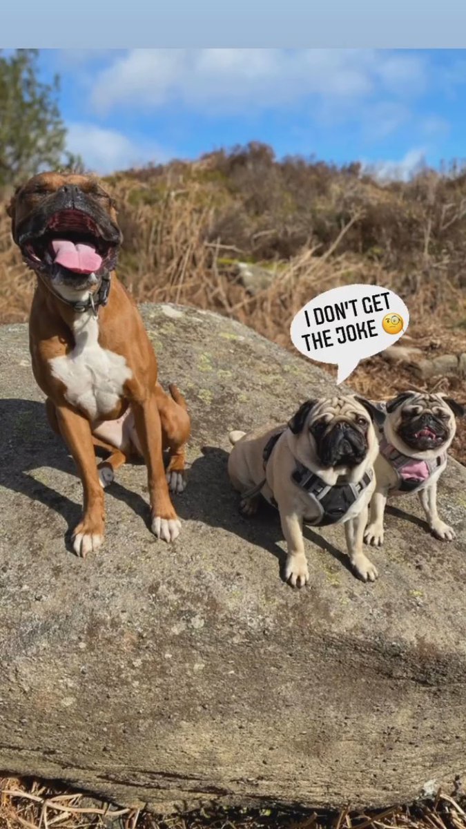 FPugface's tweet image. Poor Frank