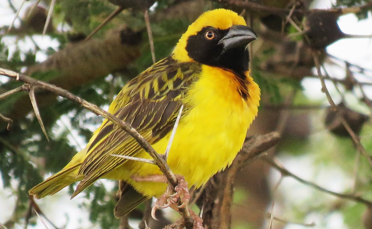 The Heart of Explorer is restless by default and the lingers and hungers only settle on a discovery. i set-out to explore the little known Lake Opeta in a bid to establish and or unearth its respective secrets. Uganda is a land of contrasts &amp; incredible..
lone-explorer.com/lone-explorer-…