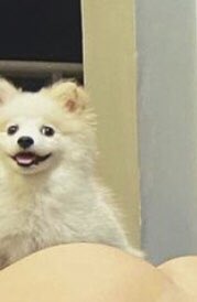 Raphanunes22's tweet photo. Na vida, eu sou o cachorro do Ryan https://t.co/DRiwfgeOpM