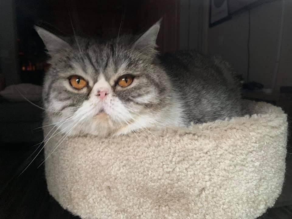 milanmichh's tweet photo. My sweet boy has been missing for 3 nights now. Garland area(Wynn Joyce/gatewood). Reward $$ https://t.co/n9UiZ14WHy