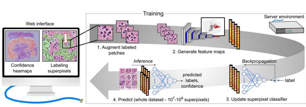 CR_AACR's tweet image. #MachineLearning tool HistomicsML2 enables analysis of digital images of histologic sections. Researchers can use it to measure histologic patterns for clinical and basic science studies. Lee at al introduce this tool in this #ResourceReport. @MobaderSany
bit.ly/3kq3I4V