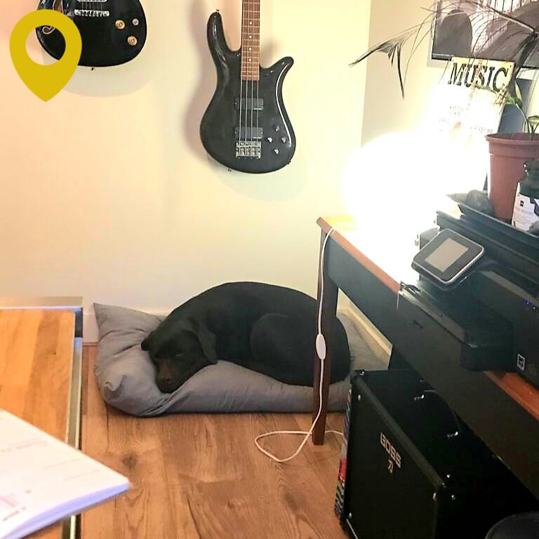 Platformnegen's tweet photo. De werkkamer van Platform 9 doet ook dienst als muziekkamer en natuurlijk is er een plekje voor Luna de kantoorhond. Wij houden het voor gezien voor deze week en wensen iedereen een heel fijn weekend! https://t.co/w4jyjt8f5l