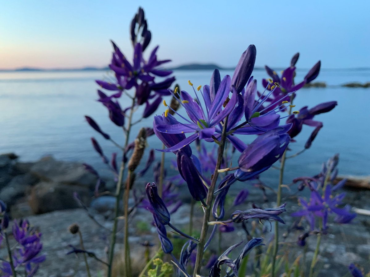 Culturally significant island in Salish Sea returns to W̱SÁNEĆ First Nations bit.ly/3dPKlkw