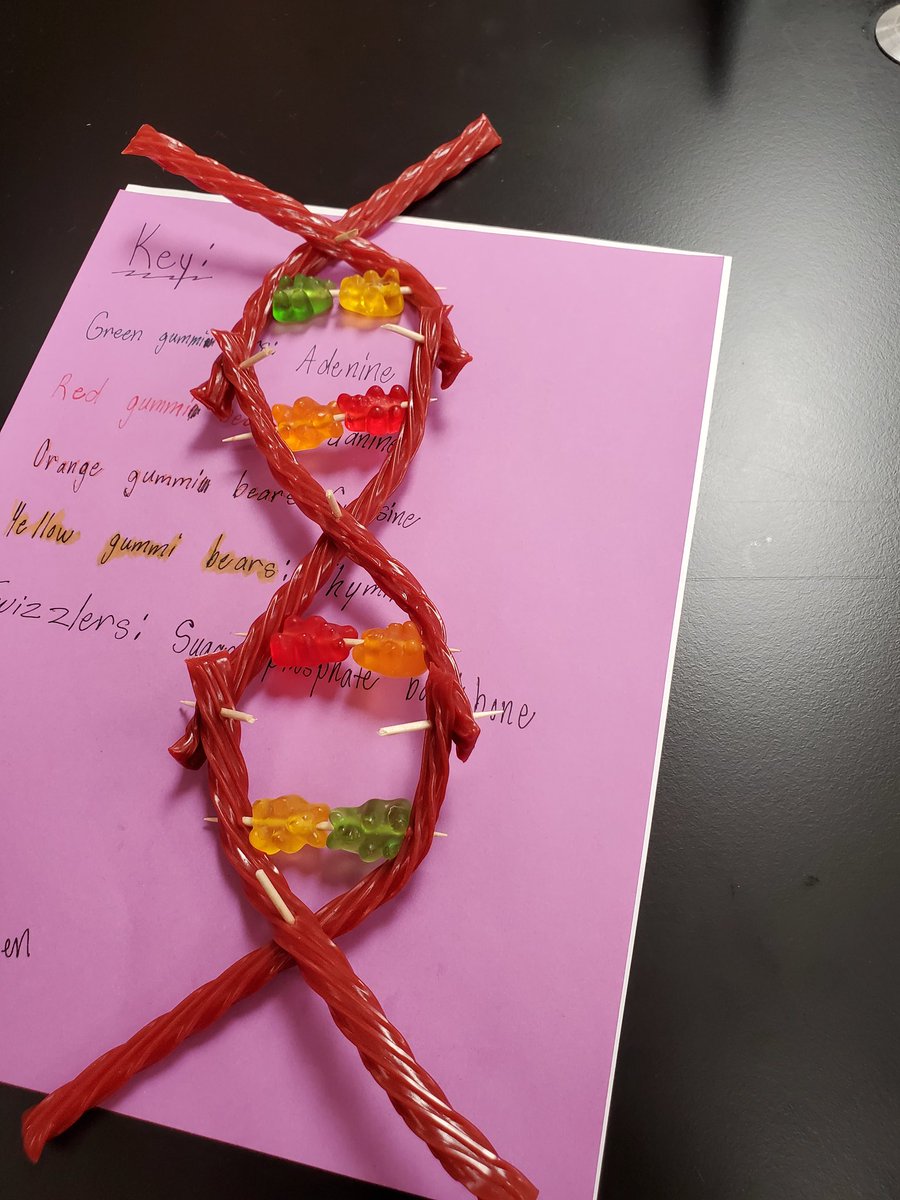 MissBScience1's tweet photo. Building 3D models of DNA in biology this week, and the kids got to show off some creativity. They used food, Minecraft, paper, and everything in between... so cool to see! #PRASlearns #rollPRide #STEMeducation #STEMed https://t.co/YI4emeiOuM