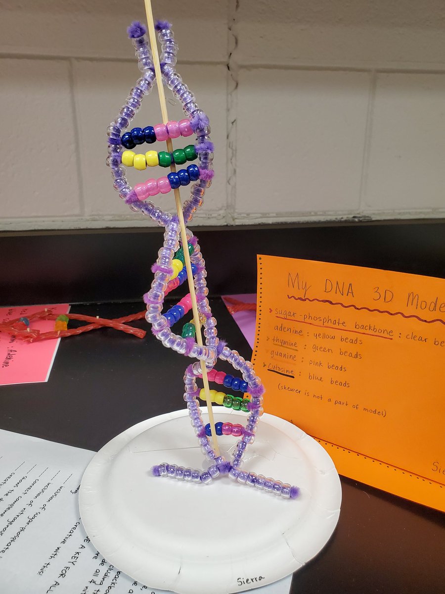 MissBScience1's tweet photo. Building 3D models of DNA in biology this week, and the kids got to show off some creativity. They used food, Minecraft, paper, and everything in between... so cool to see! #PRASlearns #rollPRide #STEMeducation #STEMed https://t.co/YI4emeiOuM