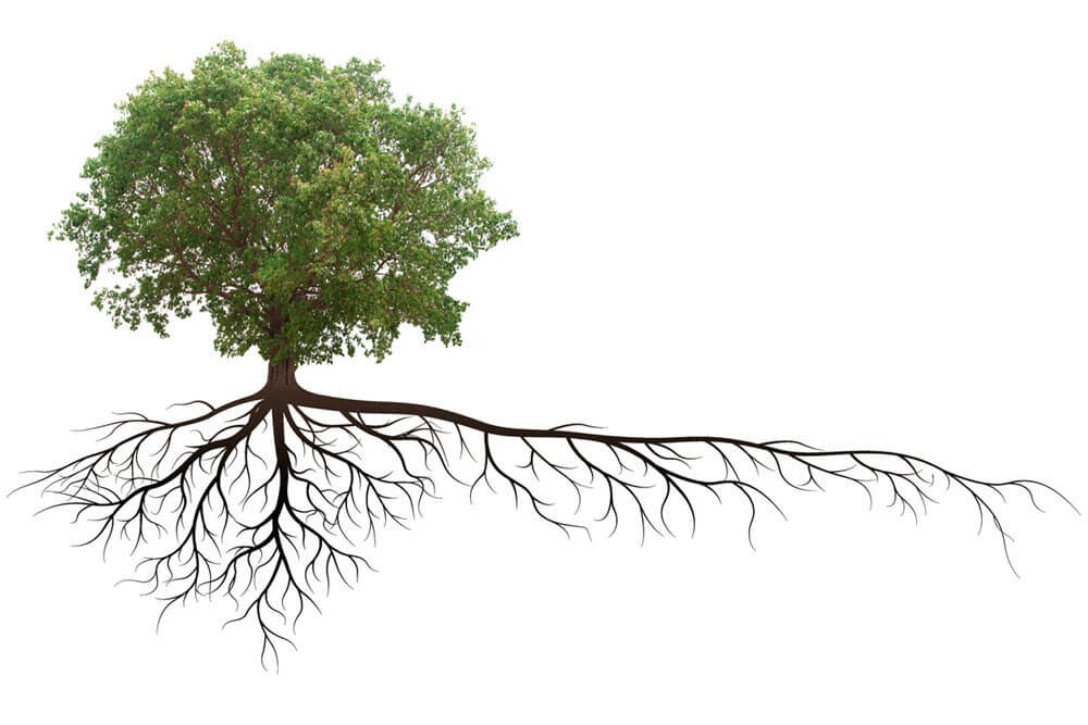 En el estudio "Sintonizado: las raíces de las plantas usan el sonido para localizar el agua" la UWA demostró que las plantas pueden sentir las vibraciones del agua para mover a sus raices hacia la fuente de agua. El estudio reveló que a las plantas se alejan de otros sonidos.