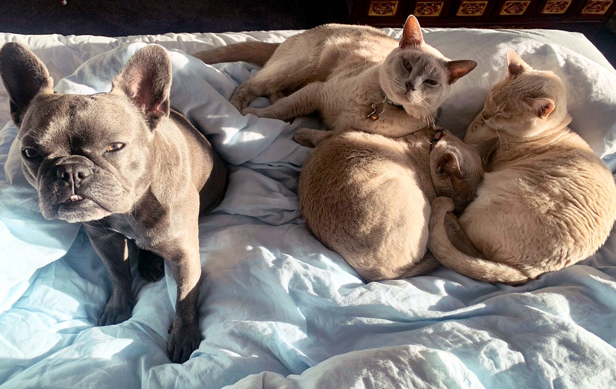 Myrddin Gwynedd (MG) 🏴󠁧󠁢󠁷󠁬󠁳󠁿🇳🇿 tweet media