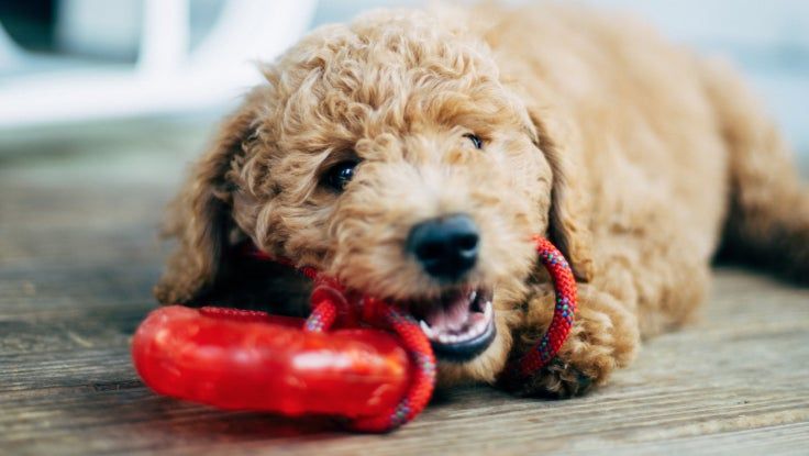 consumersearch's tweet photo. These super durable dog toys are the perfect match for your pup: https://t.co/EWqKTFdJgm https://t.co/5nJwD20kbt