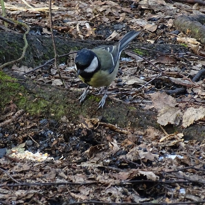 joe_olding's tweet photo. Getting ready to dive in!

#birdtime #birdoftheday #greattit #feedingtime #birdfeeding #birdfeedersofinstagram #birdsoflondon #birdsonearth #birdsofinstagram #birdphotography #naturephotography #twitternaturecommunity https://t.co/AYrJOSUyQh