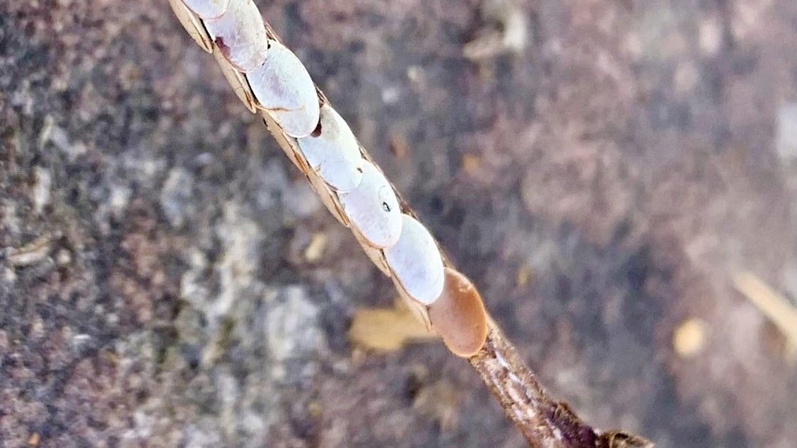 denverbotanic's tweet image. Horticulturist Sonya Anderson spotted katydid eggs on a vine in the Gardens while spring cleaning. She moved the cut vine to a quiet spot so the eggs will hopefully hatch. #leavetheleaves #operationpollination