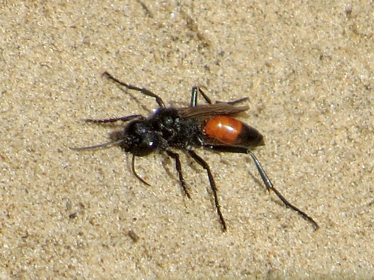 PeteKinsella2's tweet photo. Very pleased to find my first Hairy Sand Wasps, Podalonia hirsuta, of the year, at Hightown Dunes, Merseyside, today @tanyptera #springinsects #Hymenoptera https://t.co/TkKutYDqFN