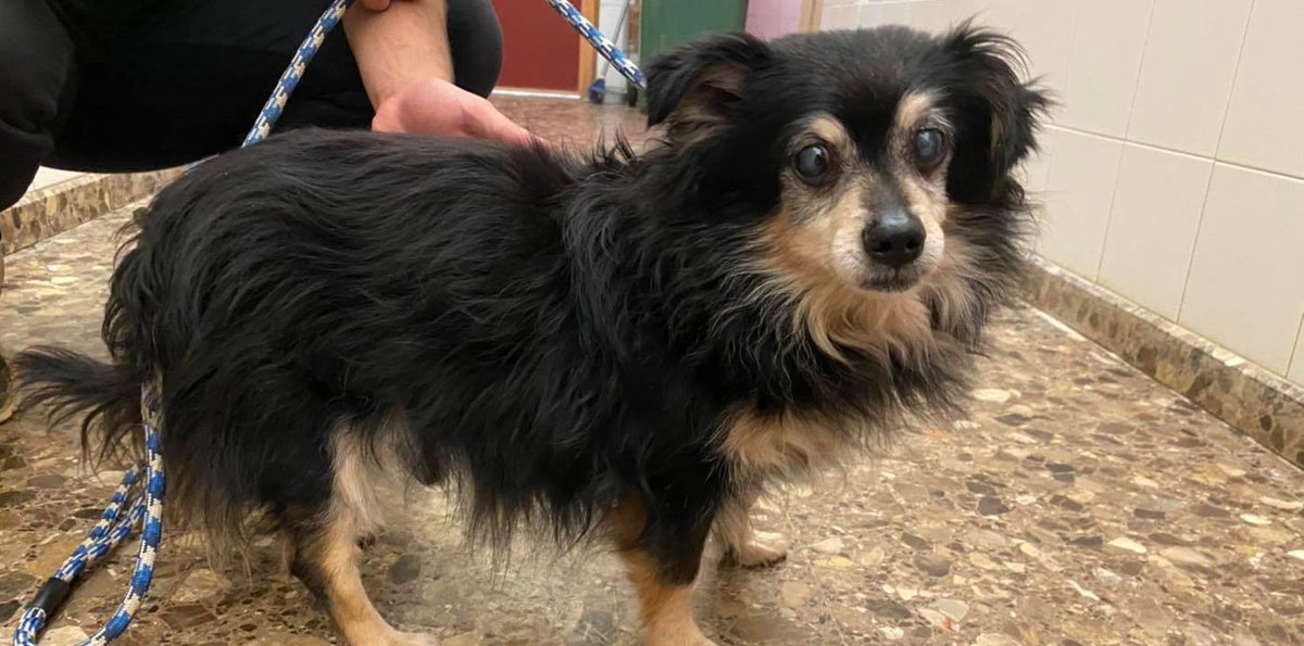 LE CONOCES??

#VALENCIA
PERDIDO O ABANDONADO??
Hemos recogido a este abuelito en la parada de tranvía de #Marxalenes.
No tiene chip pero está bien cuidado, buscamos a su familia o una acogida solidaria.
Lo hemos llamado POL.

adopciones@protectoramodepran.com // 963 479 676