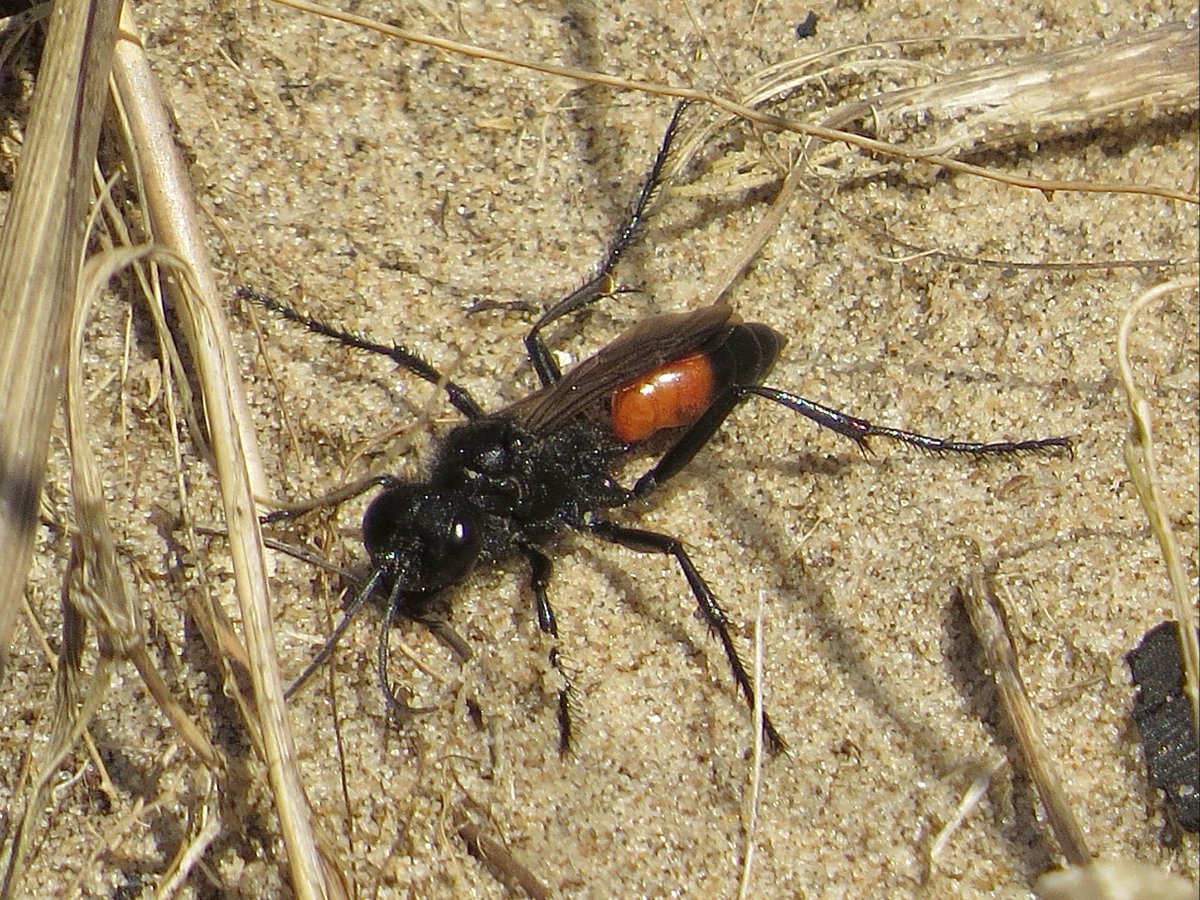 PeteKinsella2's tweet photo. Very pleased to find my first Hairy Sand Wasps, Podalonia hirsuta, of the year, at Hightown Dunes, Merseyside, today @tanyptera #springinsects #Hymenoptera https://t.co/TkKutYDqFN