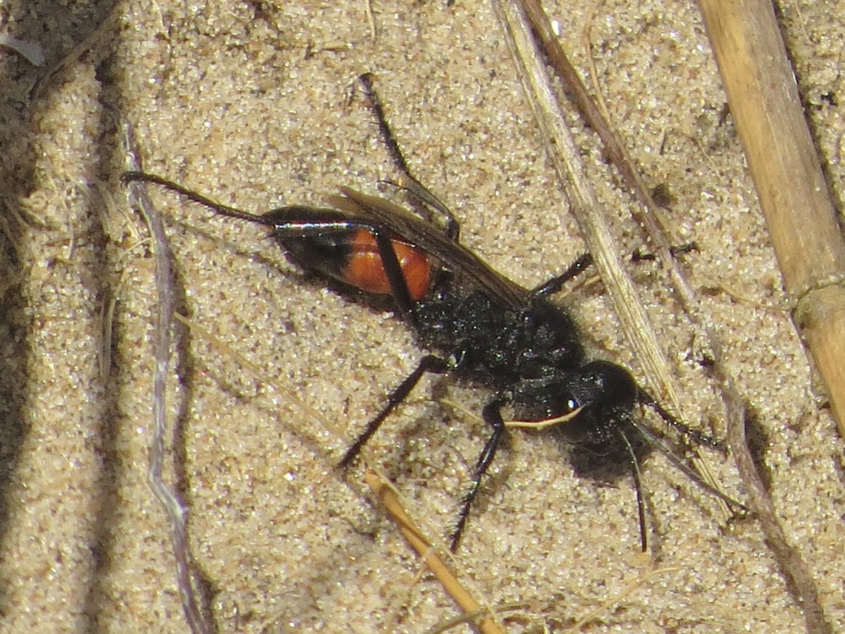 PeteKinsella2's tweet photo. Very pleased to find my first Hairy Sand Wasps, Podalonia hirsuta, of the year, at Hightown Dunes, Merseyside, today @tanyptera #springinsects #Hymenoptera https://t.co/TkKutYDqFN