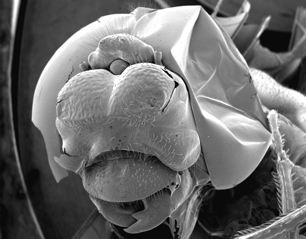 OklaUglybug's tweet photo. Here is Tuttle Intermediate School's bug for 2020, A Widow Skimmer Dragonfly!! https://t.co/8CZROeMrcM