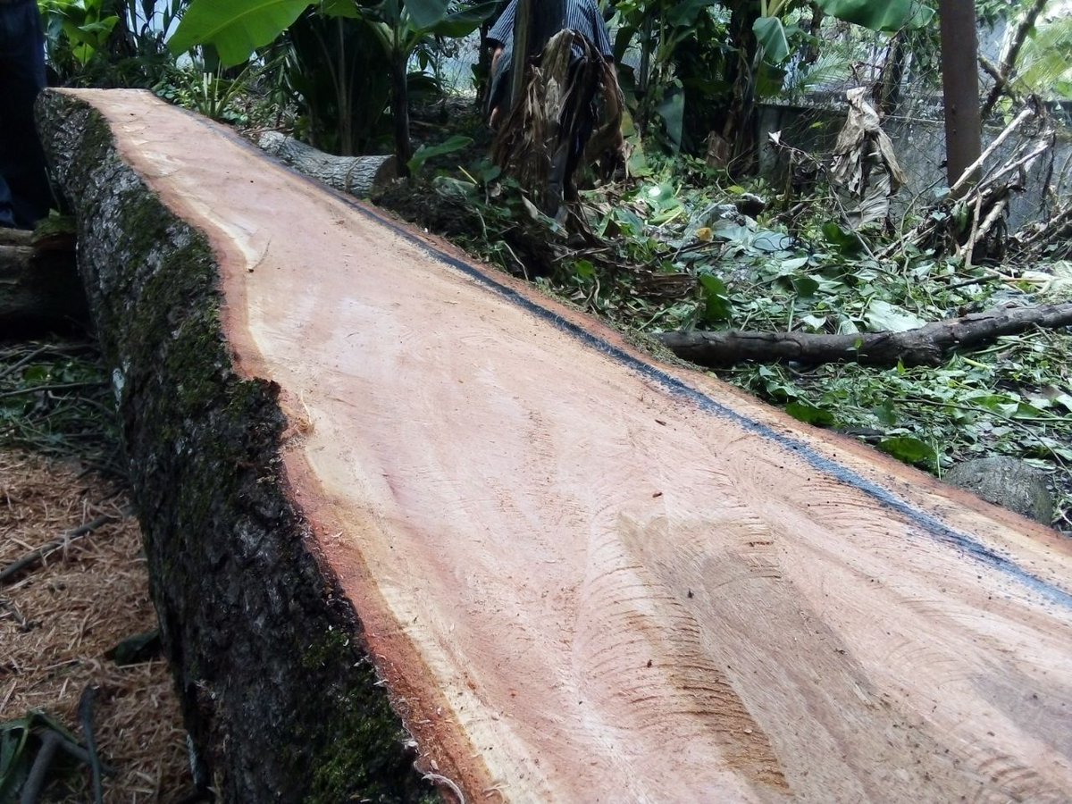 FscHonduras's tweet photo. En coordinación con #RainforesAlliance y #CEMCOL se realizó este día la capacitación a los miembros de las cooperativas agroforestales de Mezapita y Arizona, en el adecuado manejo del equipo de motosierras con marco y sus beneficios, para lograr piezas de dimensiones uniformes. https://t.co/Hm9U8JOvka