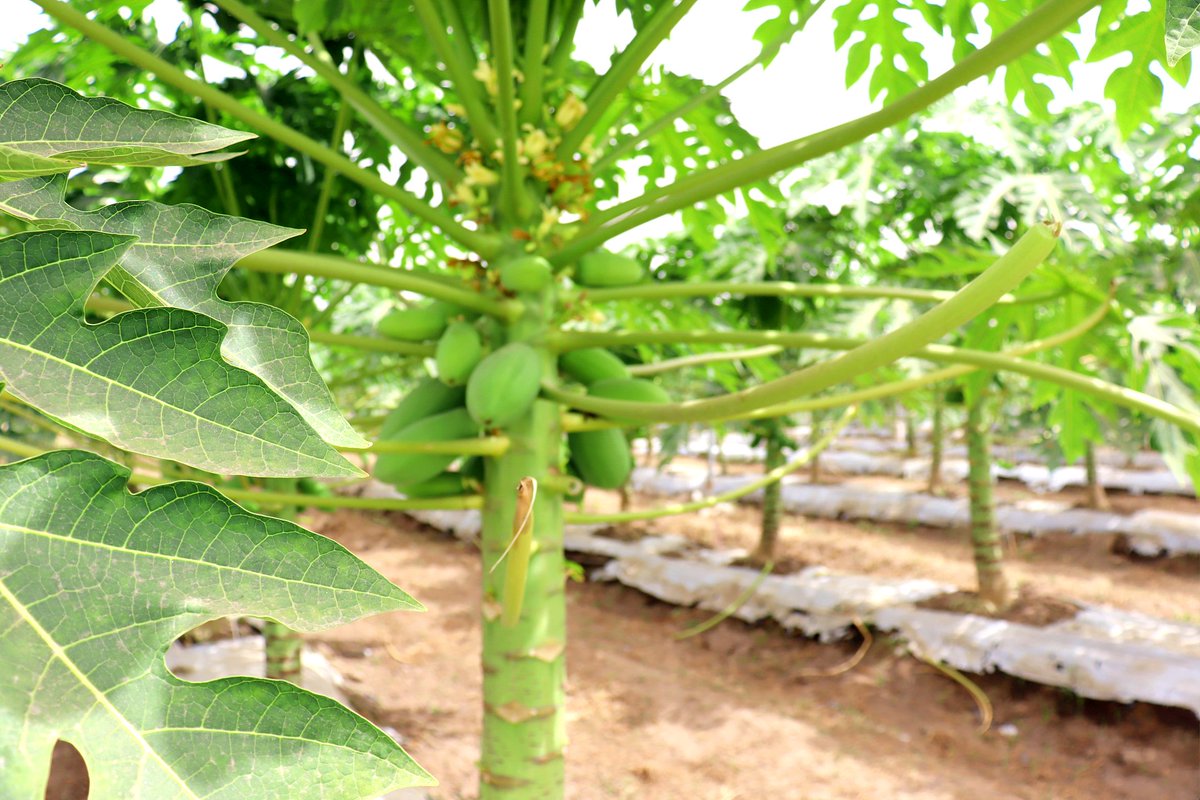 CECYTCOL's tweet photo. La investigación científica del proyecto del @NewtonFund enfocada a los cultivos de papaya y chile habanero en Colima, busca encontrar bioprotectores orgánicos para fortalecer las plantas contra el cambio climático.

@gobiernocolima @CECYTCOL @udec_oficial @sedercol @UKinMexico https://t.co/ihxaJmh27Q