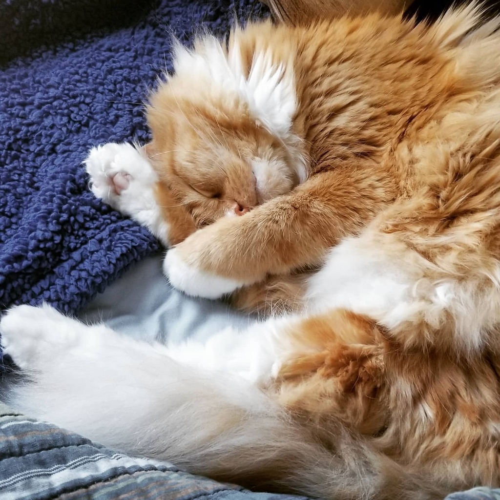 ThomasWaffles's tweet photo. Resting up for the weekend.
#fluffcat #wafflecat #lazycat #catsofinstagram https://t.co/RJvnRzYvxV https://t.co/OyaG86SBxT