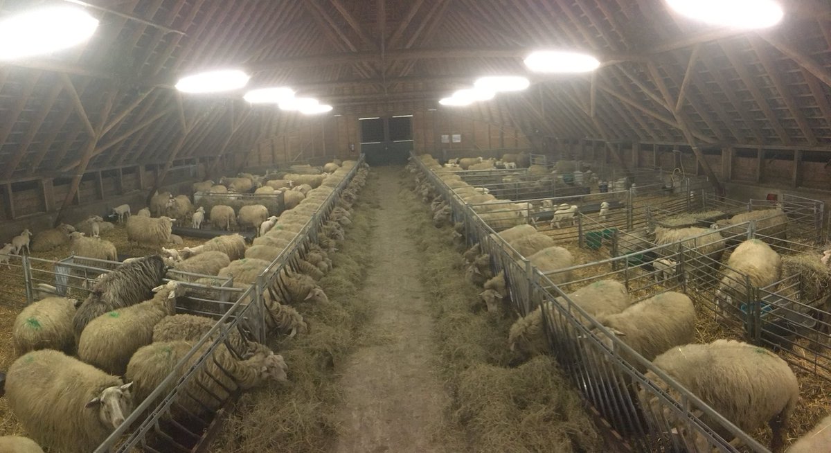 Genieten!!! #schaapskuddeloenermark.