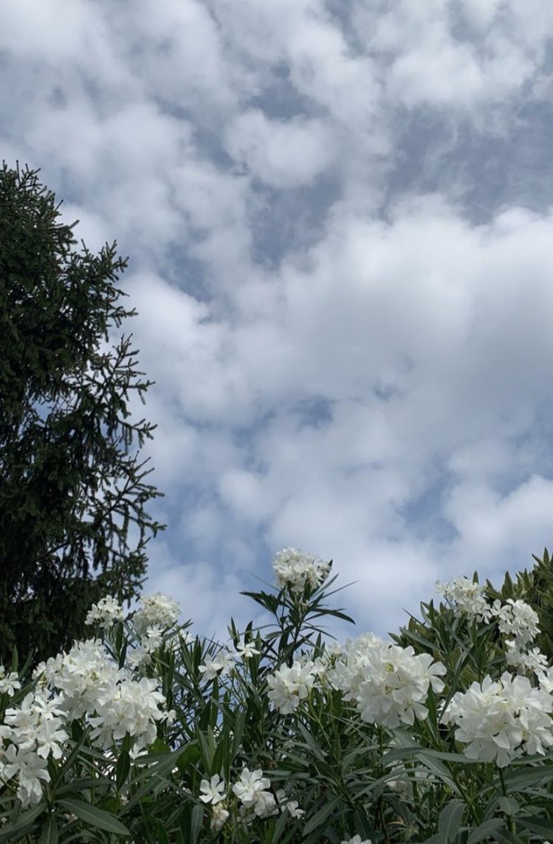 weliou's tweet image. ♡ 𝖎 𝖇𝖎𝖙𝖊, 𝖞𝖔𝖚 𝖇𝖑𝖊𝖊𝖉 ♡