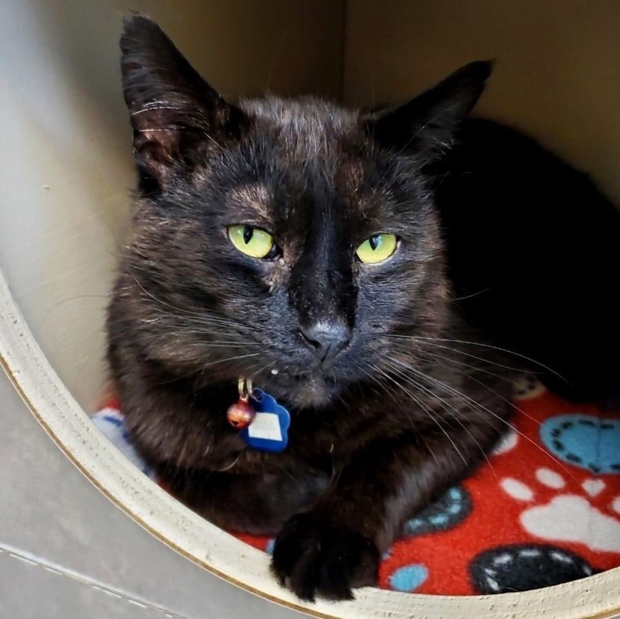 CrashsLanding's tweet image. 6 year old Mack Daddy craves attention &amp;amp; absolutely loves shelter life &amp;amp; all the amenities we offer. He has a very sweet personality &amp;amp; gets along great with the other residents. We would love to see him in a home with kids &amp;amp; another cat. (1/2)

#AdoptMe #FIVCat #BlackCat