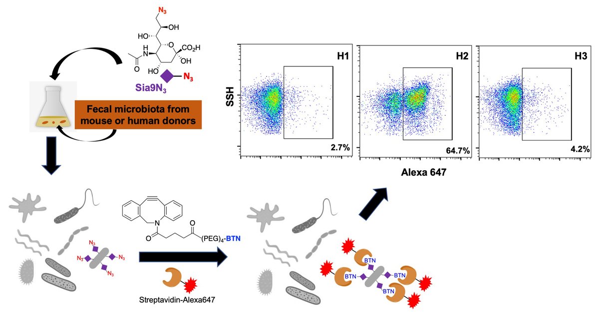 Dennis Wolan (@denniswolan) on Twitter photo New paper in <a href="/SciReports/">Scientific Reports</a> with <a href="/ATorkamani/">Ali Torkamani</a> & <a href="/Teijaro_Lab/">Teijaro Lab</a> demonstrates the use of clickable sialic acid to identify human microbiome bacteria that harvest and display Neu5Ac on their own surface: nature.com/articles/s4159… New paper in <a href="/SciReports/">Scientific Reports</a> with <a href="/ATorkamani/">Ali Torkamani</a> & <a href="/Teijaro_Lab/">Teijaro Lab</a> demonstrates the use of clickable sialic acid to identify human microbiome bacteria that harvest and display Neu5Ac on their own surface: nature.com/articles/s4159…
