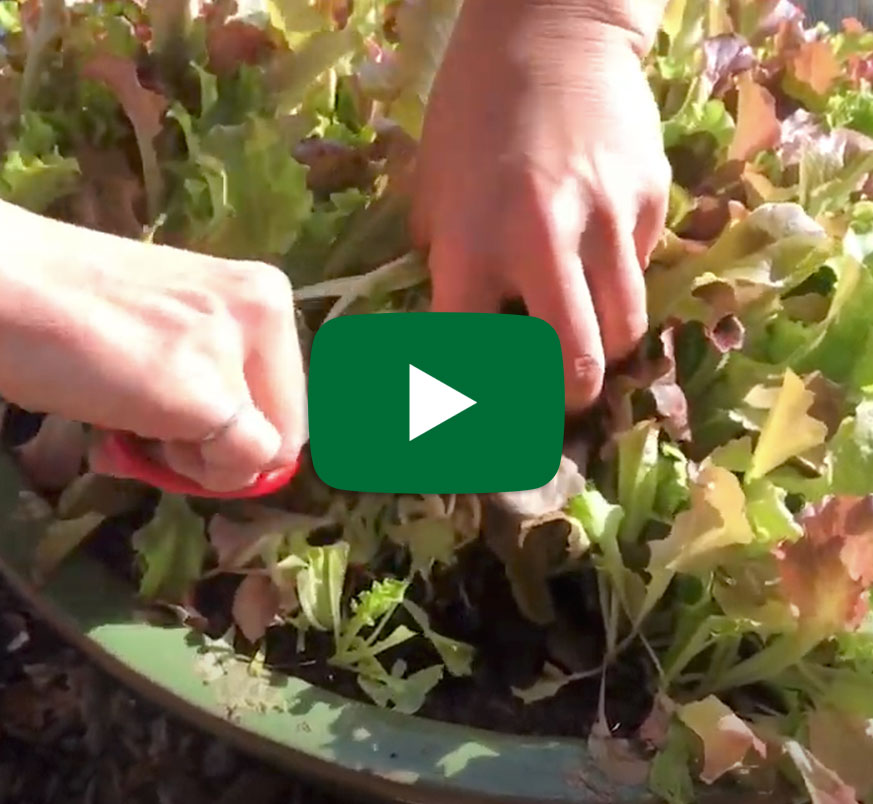 Donations That Make A Difference, New Baby Lettuce Video, Coconut-Curry Squash Soup - mailchi.mp/reneesgarden/2…