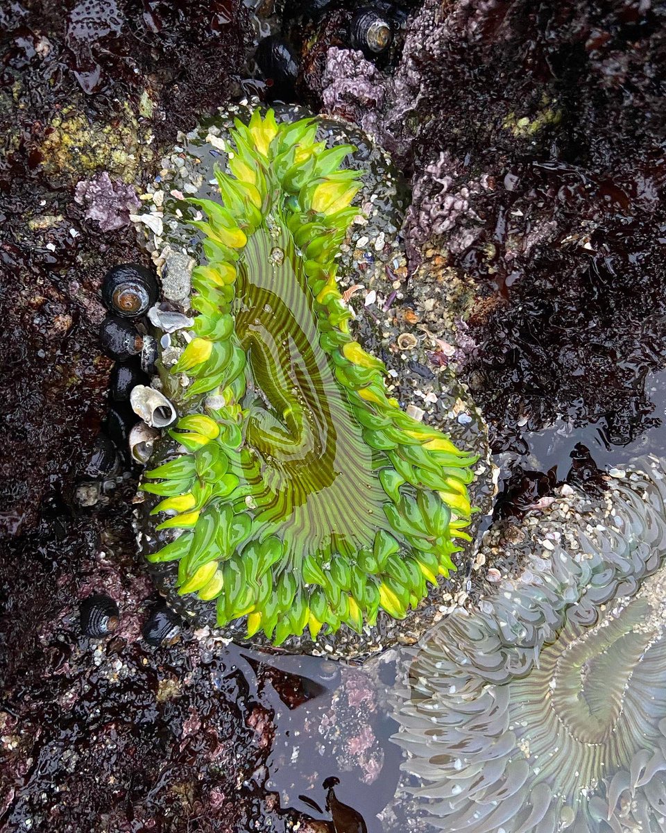 AskAlexaBlog's tweet image. Keep your friends close and your anemones closer 🙃 

These marine predators are Cnidarians and are armed with cnidocytes (stinging cells). These stinging cells are used to catch prey or as a defense mechanism against predators

#scienceeducation #conservation #adventure