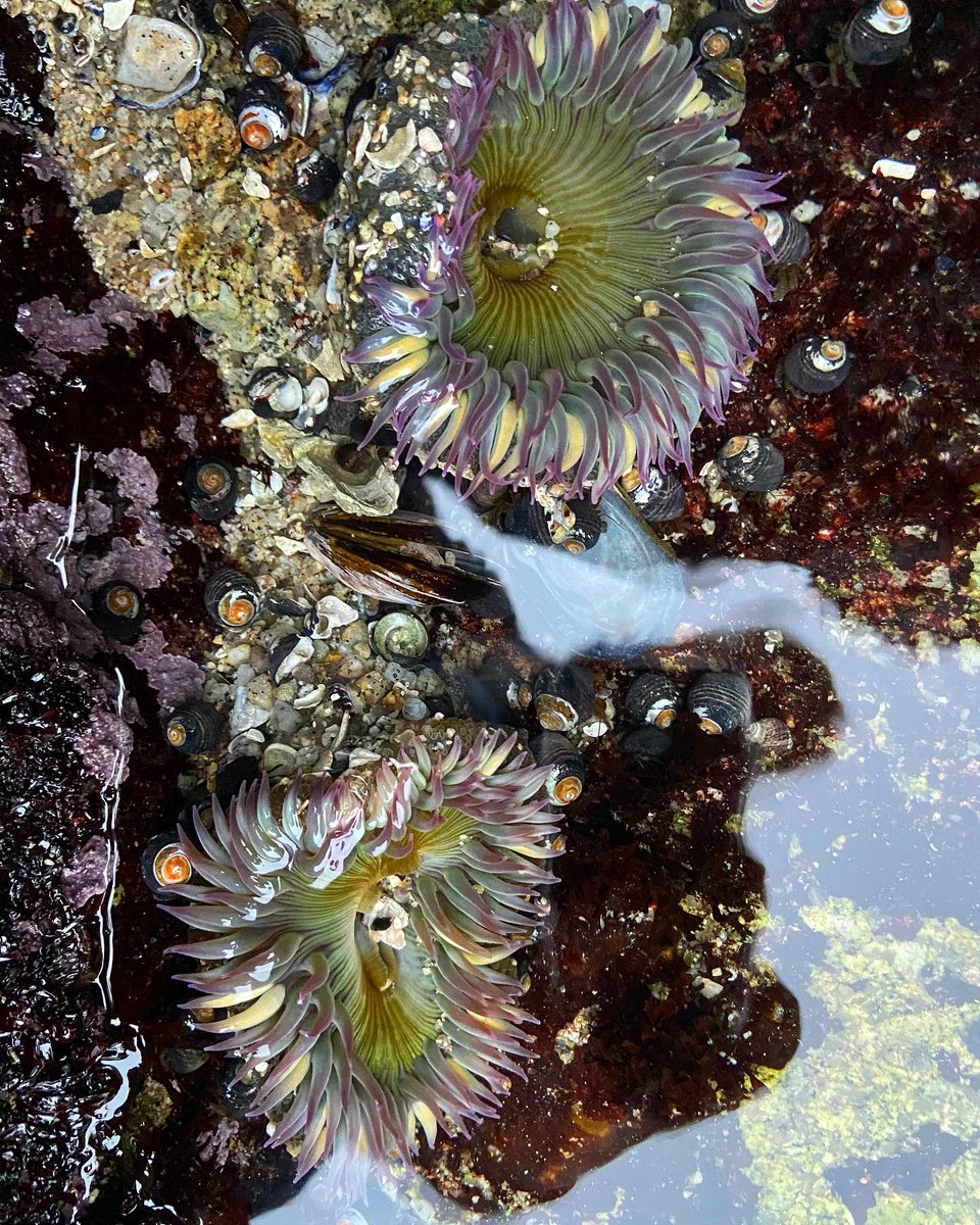 AskAlexaBlog's tweet image. Keep your friends close and your anemones closer 🙃 

These marine predators are Cnidarians and are armed with cnidocytes (stinging cells). These stinging cells are used to catch prey or as a defense mechanism against predators

#scienceeducation #conservation #adventure